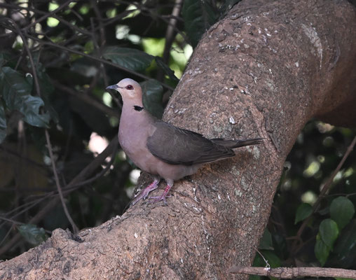 Streptopelia semitorquata - Red-eyed Dove