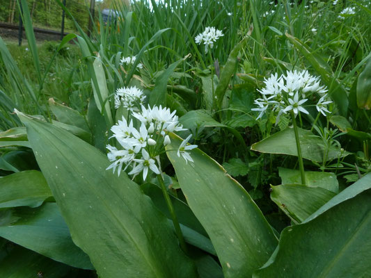 Allium ursinum - Daslook