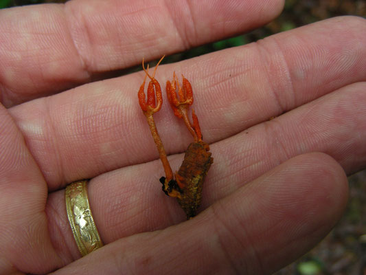 Cordyceps species