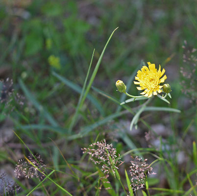 Hieracium umbellatum - Schermhavikskruid