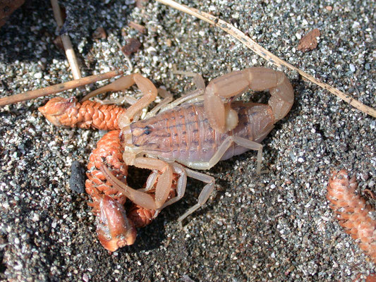 Mesobuthus gibbosus