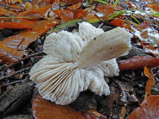 Tricholoma sciodes - Bitterscherpe ridderzwam