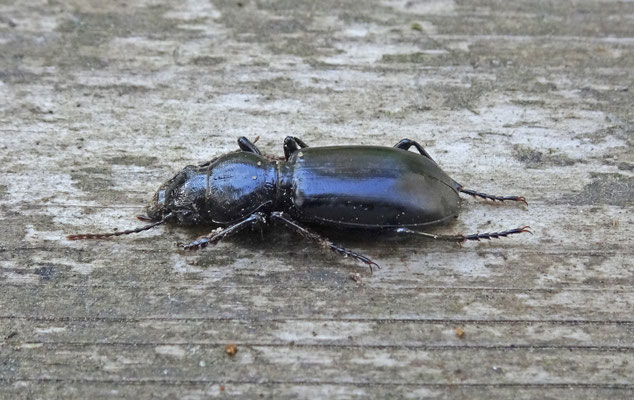 Broscus cephalotes - Dikkoploopkever