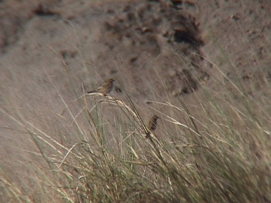 Cisticola eximius  Black-backed Cisticola
