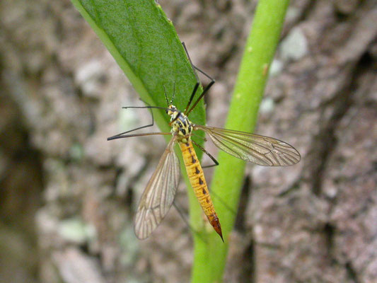 Nephrotoma flavescens - Geelflanktijger