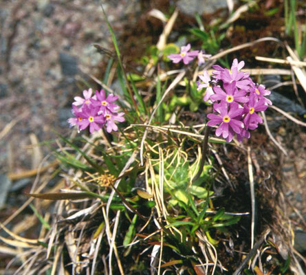 Primula farinosa - Melige sleutelbloem