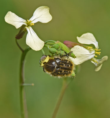 Topinota squalida