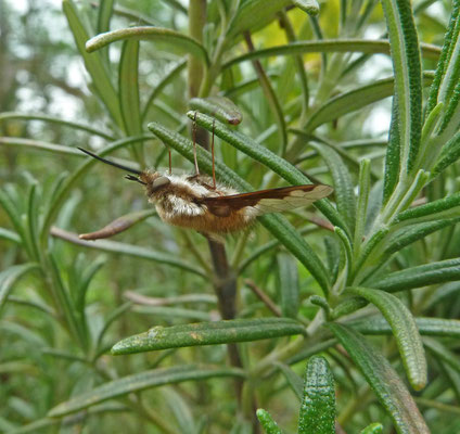 Bombylius major - Gewone wolzwever