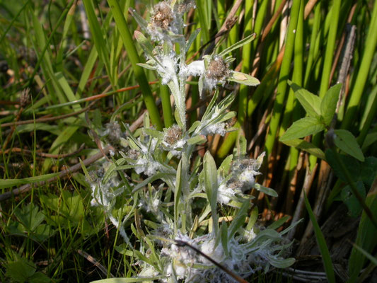 Gnaphalium uliginosum - Moerasdroogbloem