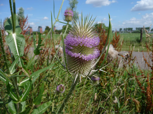 Dipsacus fullonum - Grote kaardebol