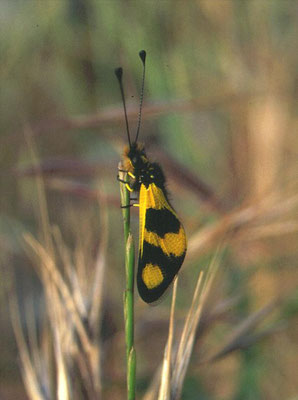 Libelloides macaronius