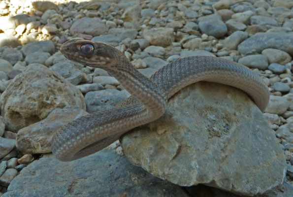 Malpolon insignitus