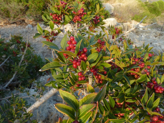 Pistacia lentiscus