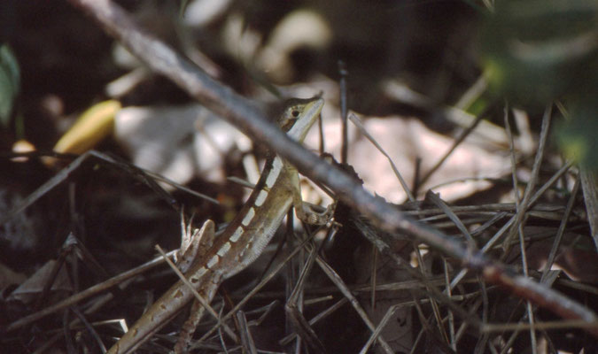 Diporophora albilabris