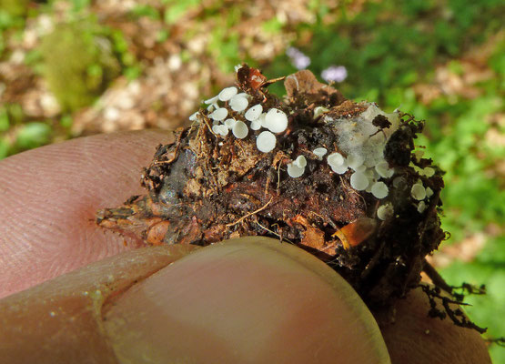 Lachnum virgineum ss. lato - witte franjekelkjes