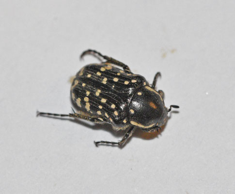 Oxythyrea cinctella
