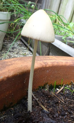 Conocybe albipes - Izabelkleurig breeksteeltje