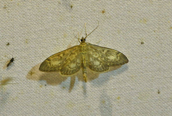Anania lancealis - Lichte coronamot