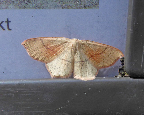 Cyclophora punctaria - Gestippelde oogspanner