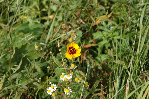 Coreopsis tinctoria