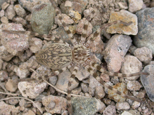 Eusparassus walckenaeri (reuzenkrabspin)