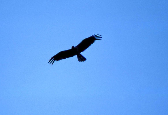 Whistling Kite
