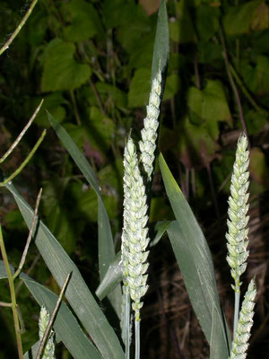 Triticum aestivum - Tarwe