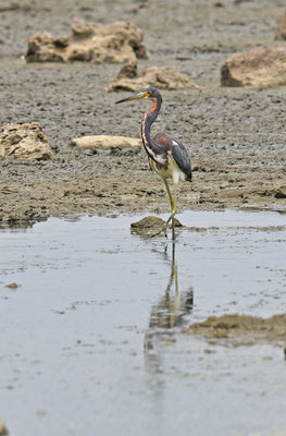Witbuikreiger