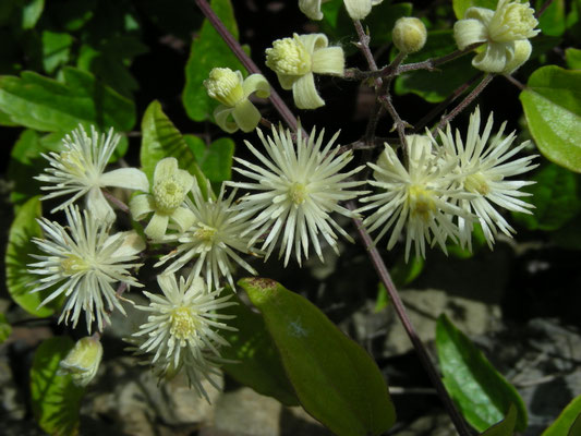 Clematis vitalba  Bosrank