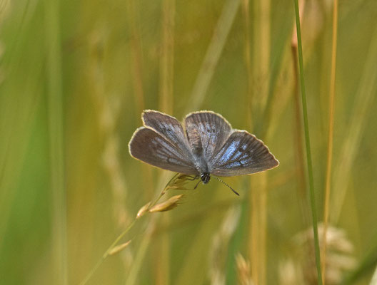 Pimpernelblauwtje