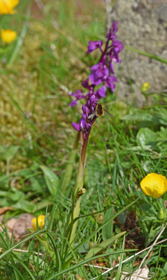 Mannetjesorchis