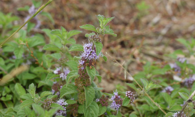 Mentha arvensis - Akkermunt