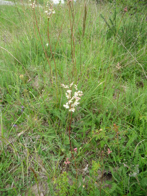 Filipendula vulgaris - Knolspirea