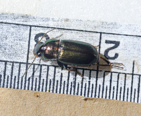 Harpalus distinguendus - Groene kruiper