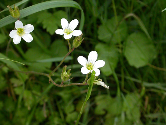 Saxifraga granulata - Knolsteenbreek