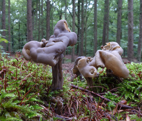 Helvella lacunosa - Zwarte kluifzwam