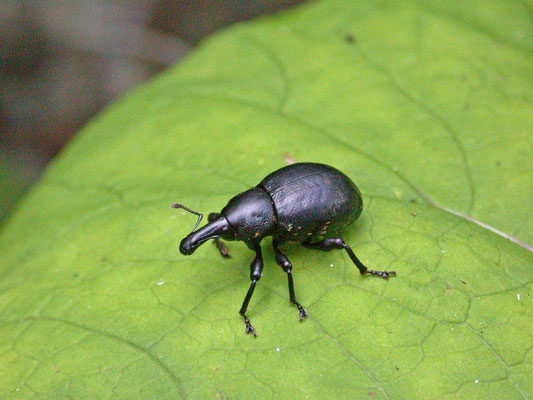 Liparus germanus - Trage snuittor