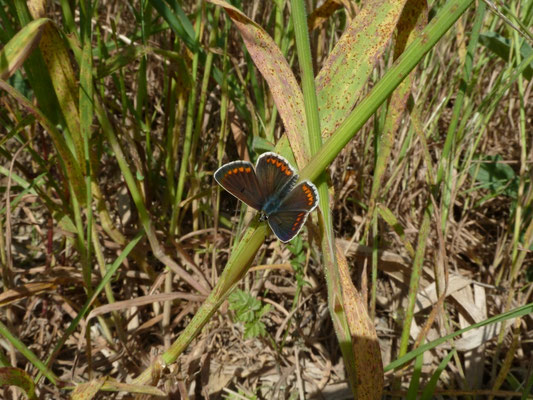 Aricia agestis