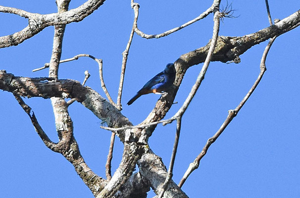 Opal-rumped Tanager