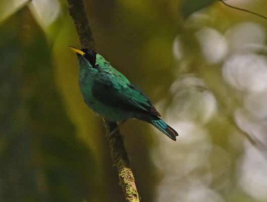 Green Honeycreeper