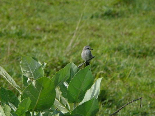 White-headed Marsh-Tyrant