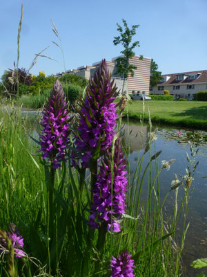 Dactylorhiza praetermissa -  Rietorchis