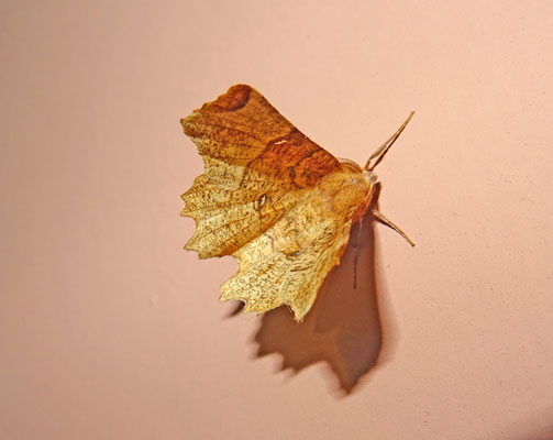 Selenia lunularia - Lindeherculesje