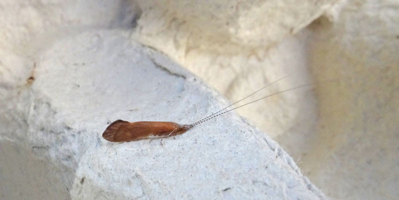 Leptoceridae indet. - Langsprietje onbekend