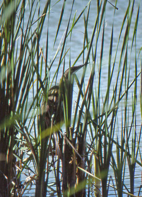 American Bittern