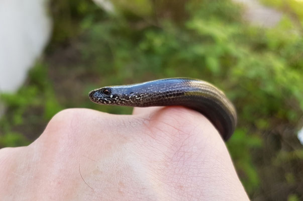 Griekse hazelworm (Anguis graecus) 