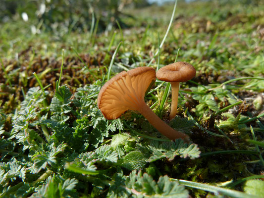 Omphalina pyxidata - Roodbruin trechtertje