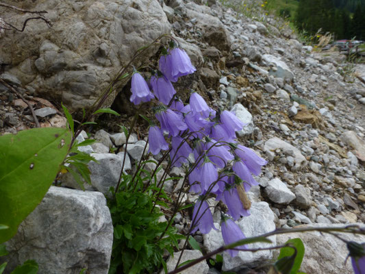 Campanula cochlearifolia - Elfenvingerhoedje