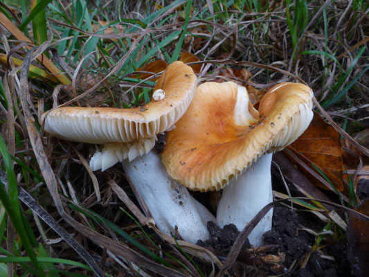 Russula risigallina - Abrikozenrussula