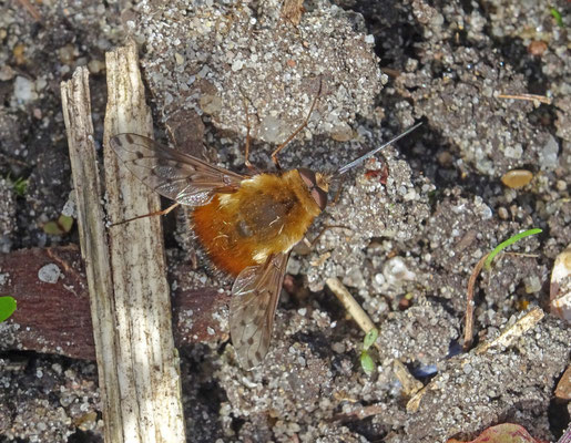 Bombylius discolor - Gevlekte wolzwever